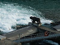 024  Der Bär ist das Wappentier der Berner.