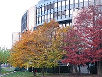 046  Herbstbelaubung am Landtag.