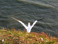 065 : 2004, CRW, Helgoland, Helgoland 2004, Lummenfelsen, Vögel