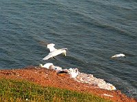 066  Denen kann es gar nicht windig genug sein. : 2004, CRW, Helgoland, Helgoland 2004, Lummenfelsen, Vögel