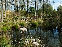 01  Langsam beginnt der Herbst. : Herbst, Insel Hombroich