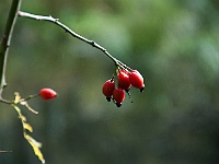 03 : Herbst, Insel Hombroich