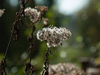 04 : Herbst, Insel Hombroich