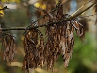 09 : Herbst, Insel Hombroich