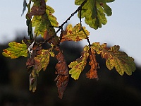 10  Die Blätter verfärben sich. : Herbst, Insel Hombroich