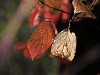 12 : Herbst, Insel Hombroich