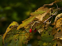 14 : Herbst, Insel Hombroich