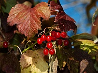 17 : Herbst, Insel Hombroich