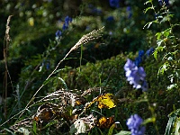 30 : Herbst, Insel Hombroich