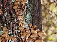 34  Pilze wachsen an den Bäumen in verschiedenen Farben, Formen und Gruppierungen. : Herbst, Insel Hombroich, Pilze
