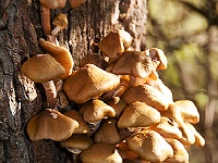 35 : Herbst, Insel Hombroich, Pilze