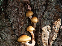 36 : Herbst, Insel Hombroich, Pilze