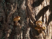 37 : Herbst, Insel Hombroich, Pilze