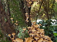 39 : Herbst, Insel Hombroich, Pilze