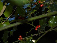 51  Ilex mit seinen roten Beeren. : Insel Hombroich