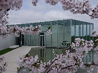 07  Nur wenige Tage dauert die Blüte der Apfelbäume.