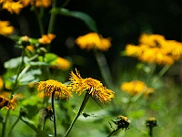 15 : 2008, Heuballen, Hombroich, Insel, Juni