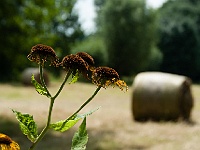 42 : 2008, Heuballen, Hombroich, Insel, Juni