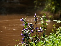 48 : 2008, Hombroich, Insel, Juni