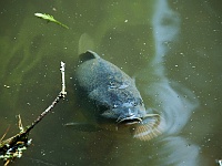 54 : 2008, Fische, Hombroich, Insel, Juni, Karpfen, Teich