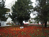 016 DSC2271 Topkapi Lale Tulpenmonat  Lale - der Monat der Tulpen.