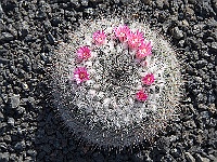 083-Jardin de Cactus  Eine blühende Mamillaria.