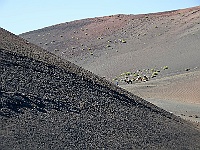 127-Dromedare im Timanfaya  Mit Bus oder Dromedar geht es in die Berge.