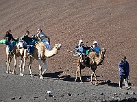 129-Dromedare im Timanfaya  Was schaukelt denn da so?