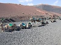 131-Dromedare im Timanfaya  Kundschaft bitte.